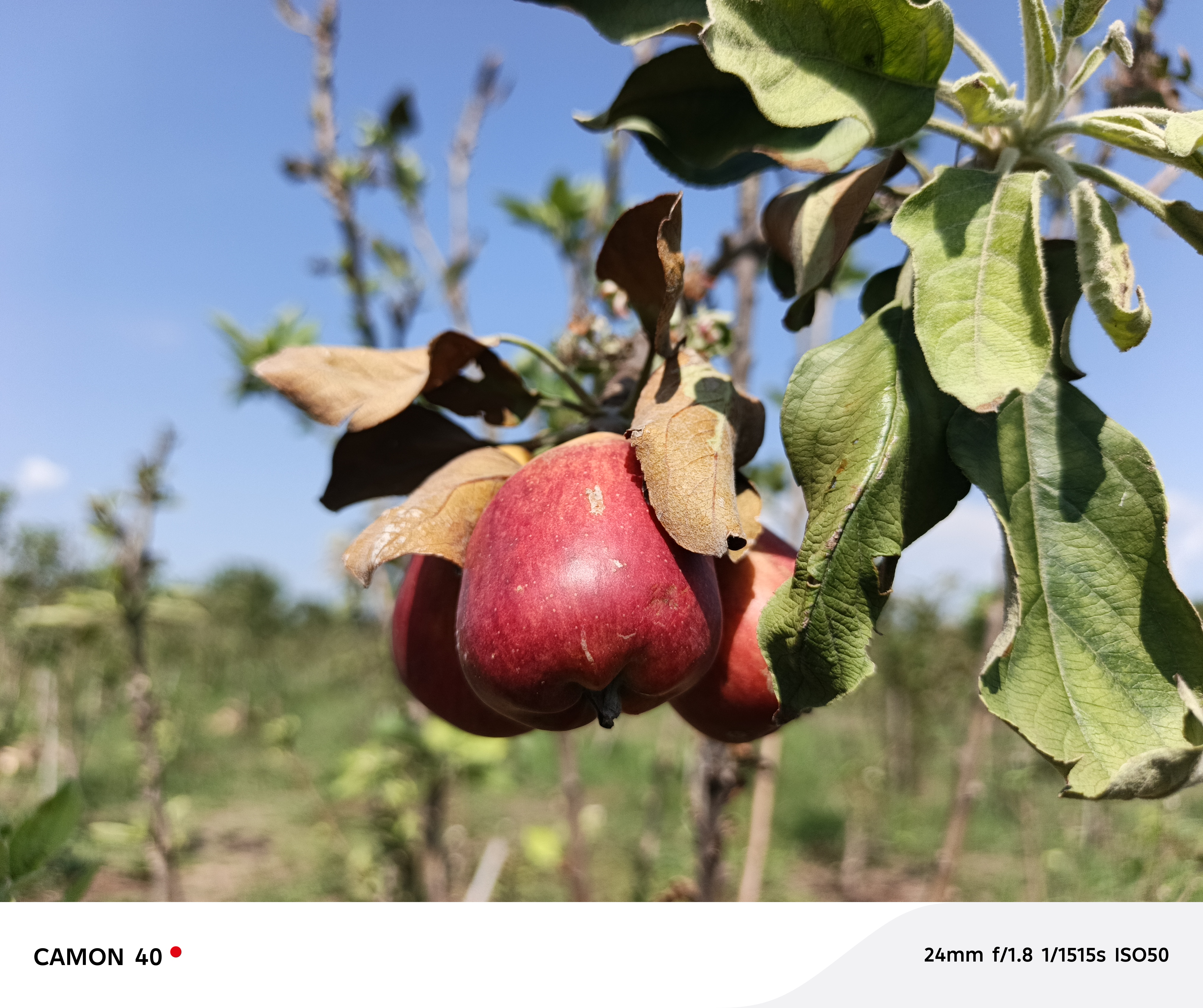 Long Dry Spells Threaten Crop Production and Food Security in South Sudan